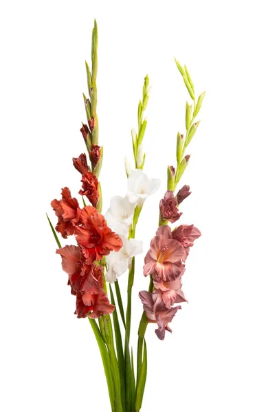 Bouquet Gladioli Isolated White Background Stock Picture