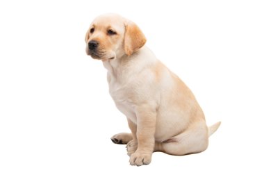 Beyaz arka plan üzerinde izole labrador