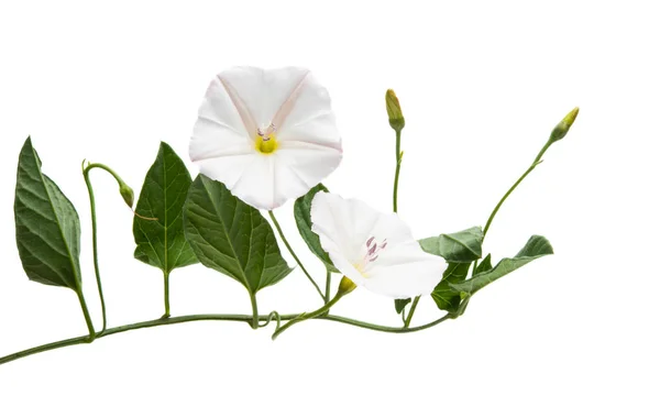 Bindweed Isolado Fundo Branco — Fotografia de Stock