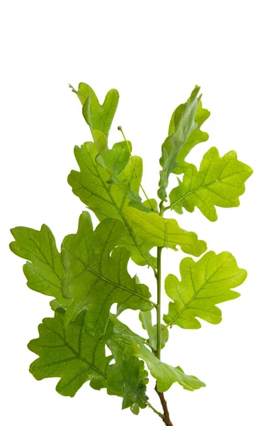 Ramo Con Foglie Verdi Quercia Isolate Fondo Bianco — Foto Stock