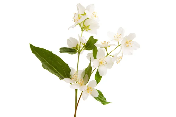Jasmine Branch Isolated White Background — Stock Photo, Image