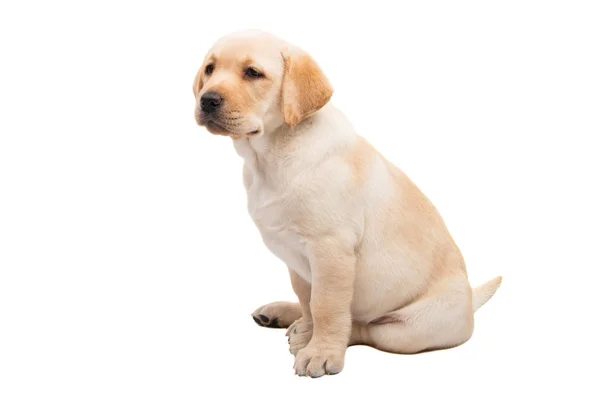 Labrador Aislado Sobre Fondo Blanco —  Fotos de Stock