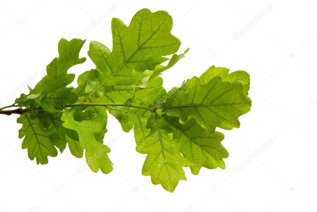 branch with green leaves of oak isolated on white background