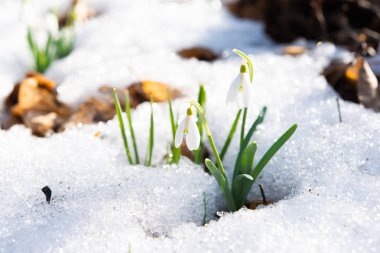 Karda ormanda büyüyen kardelen