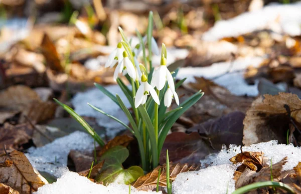 Snowdrop Growing Forest Snow — Stock Photo, Image