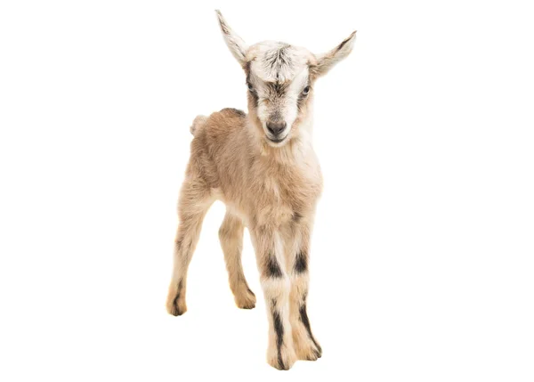Little Goat Isolated White Background — Stock Photo, Image