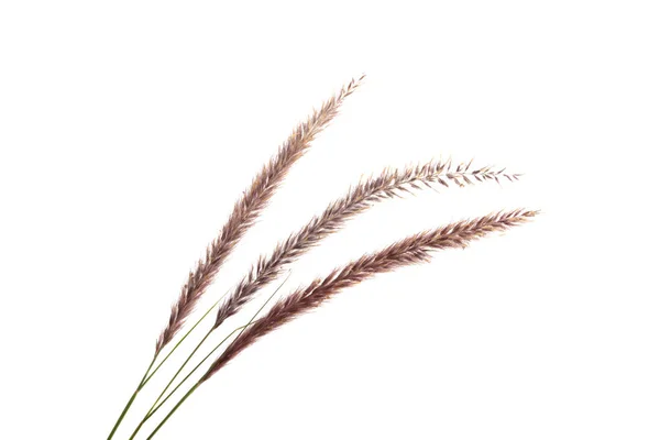 Decoratieve Spikelets Geïsoleerd Witte Achtergrond — Stockfoto