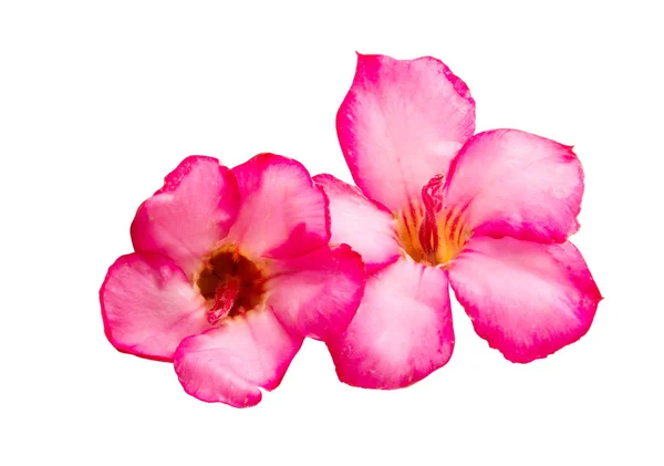 Bonsai Blomma Isolerade Vit Bakgrund — Stockfoto
