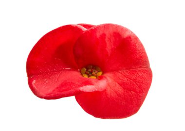 Beyaz arka plan üzerinde izole Atatürk çiçeği mil