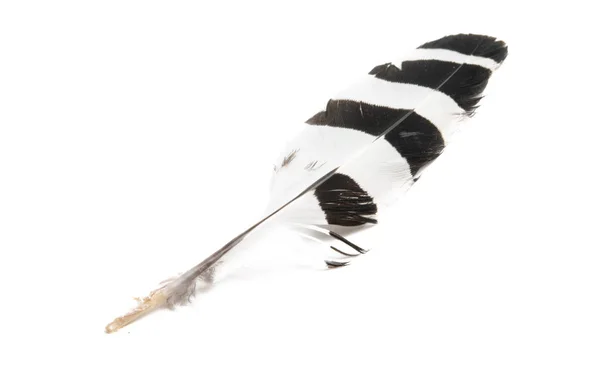 Bird Feather Isolated White Background — Stock Photo, Image