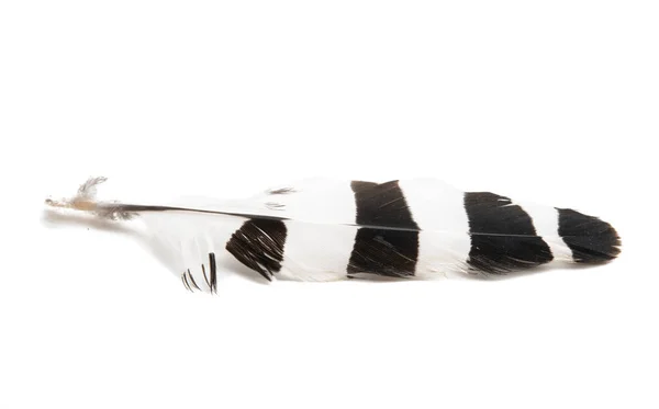 Птичье Перо Изолировано Белом Фоне — стоковое фото