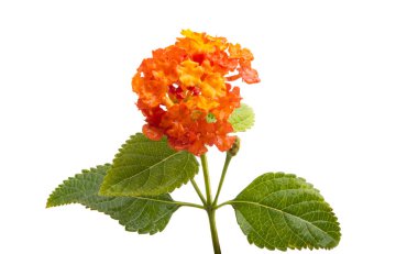 Beyaz arka plan üzerinde izole lantana çiçek