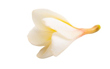 Beyaz arkaplanda izole Frangipani çiçeği