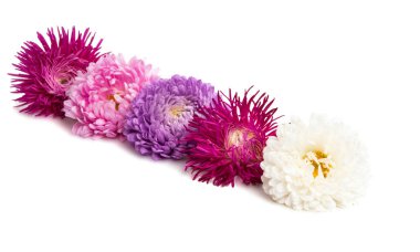 Beyaz arka plan üzerinde izole aster çiçekler