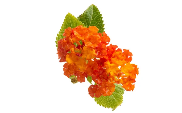 Flor Lantana Aislada Sobre Fondo Blanco —  Fotos de Stock