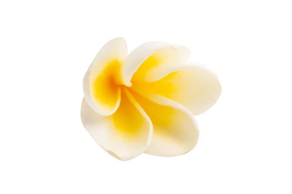 Цветок Франжипани Белом Фоне — стоковое фото