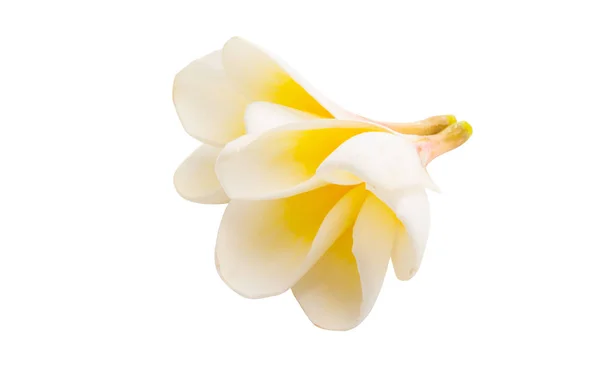 Frangipani Kukka Eristetty Valkoisella Pohjalla — kuvapankkivalokuva