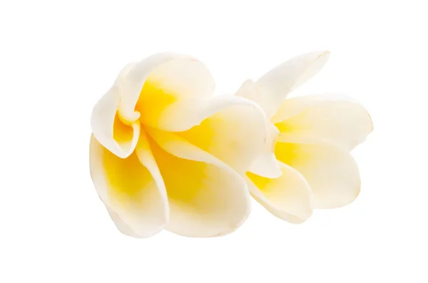 Frangipani Květiny Izolované Bílém Pozadí — Stock fotografie