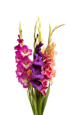 Beyaz arka plan üzerinde izole Glayöl çiçek