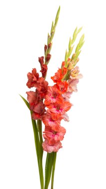 Beyaz arka plan üzerinde izole Glayöl çiçek