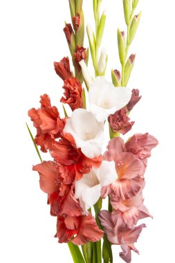 Beyaz arka plan üzerinde izole Glayöl çiçek