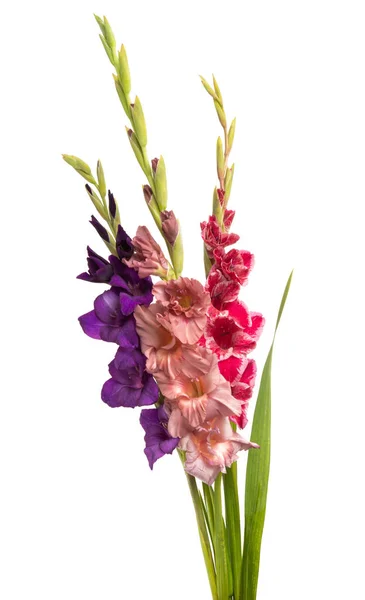 Gladiolus Blomster Isoleret Hvid Baggrund - Stock-foto
