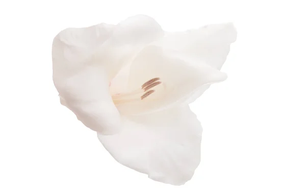 在白色背景上孤立的唐菖蒲花 — 图库照片
