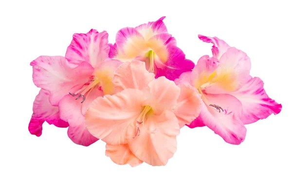 Gladiolus Kukat Eristetty Valkoisella Pohjalla — kuvapankkivalokuva
