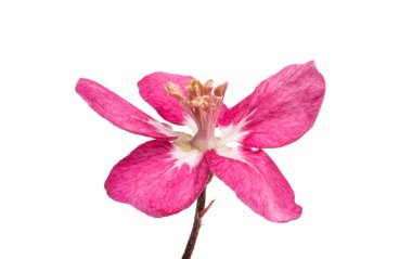 Beyaz arka plan üzerinde izole Kırmızı elma çiçek