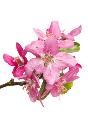 Beyaz arka plan üzerinde izole Kırmızı elma çiçek