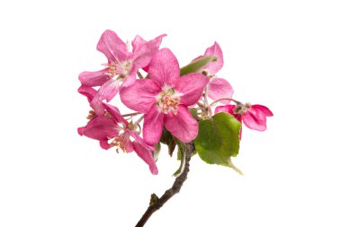 Beyaz arka plan üzerinde izole Kırmızı elma çiçek