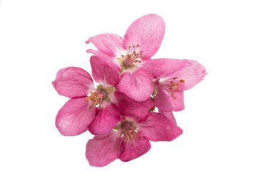 Beyaz arka plan üzerinde izole Kırmızı elma çiçek