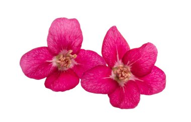 Beyaz arka plan üzerinde izole Kırmızı elma çiçek