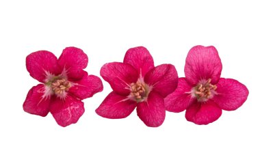 Beyaz arka plan üzerinde izole Kırmızı elma çiçek