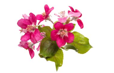 Beyaz arka plan üzerinde izole Kırmızı elma çiçek