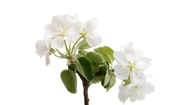 リンゴの花白い背景に分離 — ストック写真