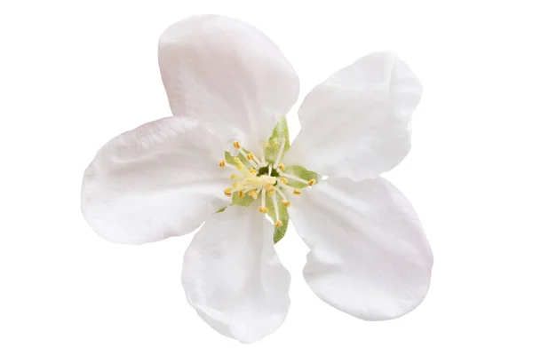 Kwiat Jabłoni Białym Tle — Zdjęcie stockowe