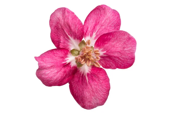 Flor Manzana Roja Aislada Sobre Fondo Blanco — Foto de Stock