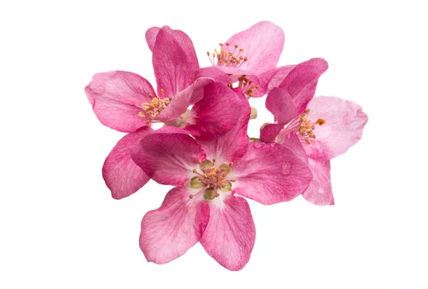 Flor Manzana Roja Aislada Sobre Fondo Blanco — Foto de Stock