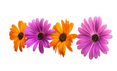 Osteospermum papatya veya izole Cape papatya çiçek çiçek 