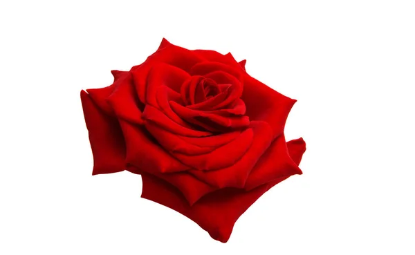 Red rose isolated — Stock Photo, Image