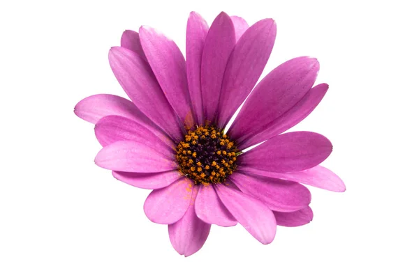 Osteospermum Daisy nebo Cape sedmikráska květ květ, samostatný — Stock fotografie