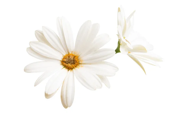 Osteospermum Daisy atau Cape Daisy Flower Terisolasi — Stok Foto