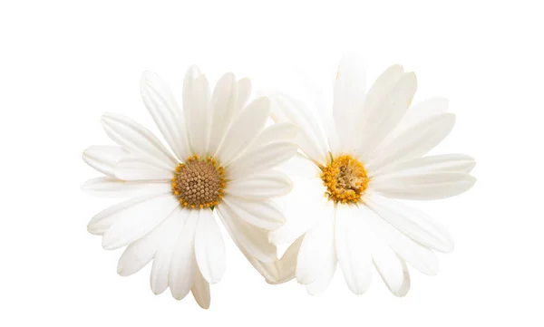 Osteospermum 데이지 또는 절연 케이프 데이지 꽃 꽃 — 스톡 사진