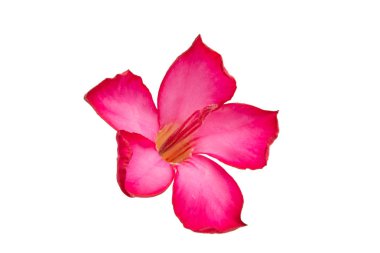 çiçek şişe ağaç izole 