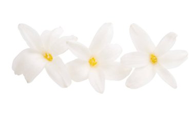 sümbül çiçeği izole 