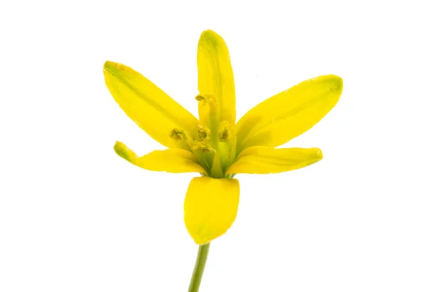 Желтый весенний цветок — стоковое фото