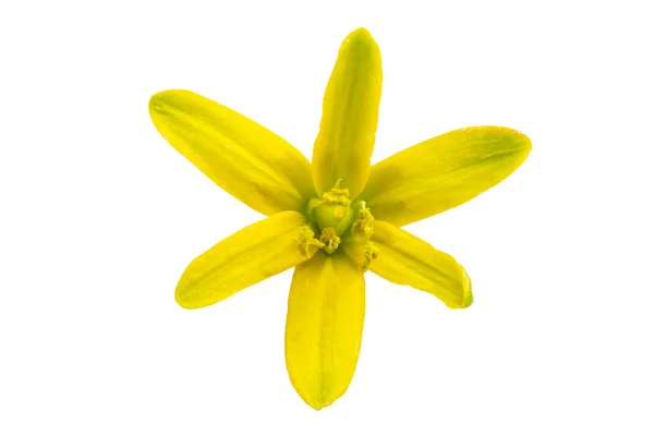 Yellow spring flower isolated — Stock Photo, Image