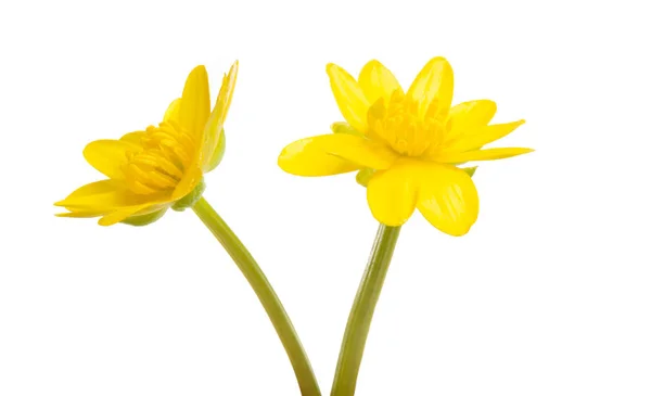 Izole sarı bahar çiçek — Stok fotoğraf
