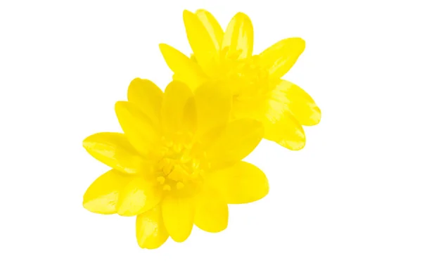 Fleur jaune de printemps isolée — Photo